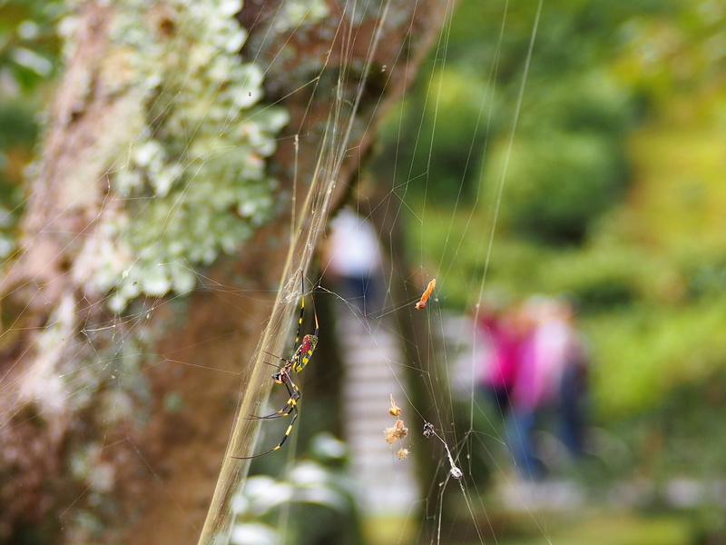 kinkaku-ji, plant, fragility, growth, close-up, 4K, selective focus, day, vulnerability, spider web, micro photography, land, focus on foreground, sunlight