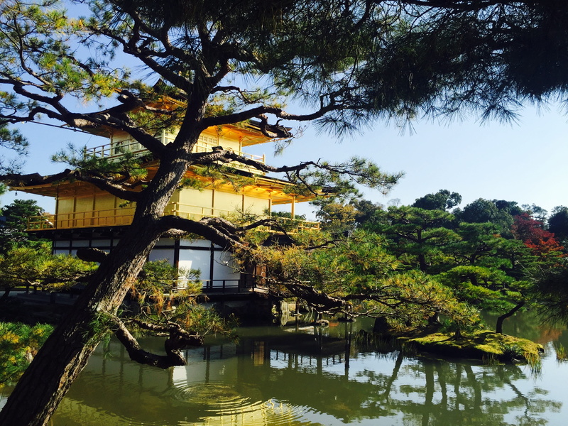 branch, kinkaku ji, no people, built structure, architecture, bridge, japan, outdoors, building exterior, day, building, reflection, 2K, growth, lake