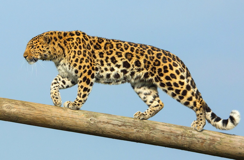 1080P, the Amur leopard, the far Eastern leopard, predator