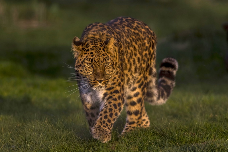 The far Eastern leopard, leopard, wild cat, The Amur leopard, 5K, handsome