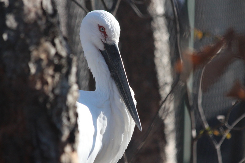 focus on foreground, 5K, animal body part, beak, chernoklyuvy stork, black beak, outdoors, animals in the wild, gray background, animal wildlife, portrait