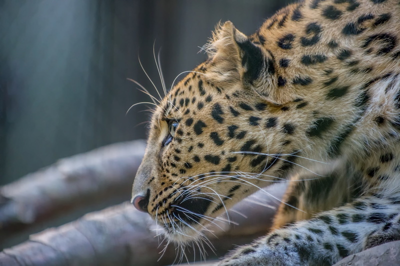 the far Eastern leopard, the Amur leopard, face, predator, 1080P, wild cat, profile, fur, zoo