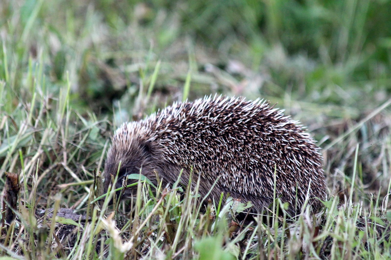 animals in the wild, animals of russia, grass, selective focus, barb, krupnyj plan, forest, no people, nature, summer, flora, walking, spiked, plant, field