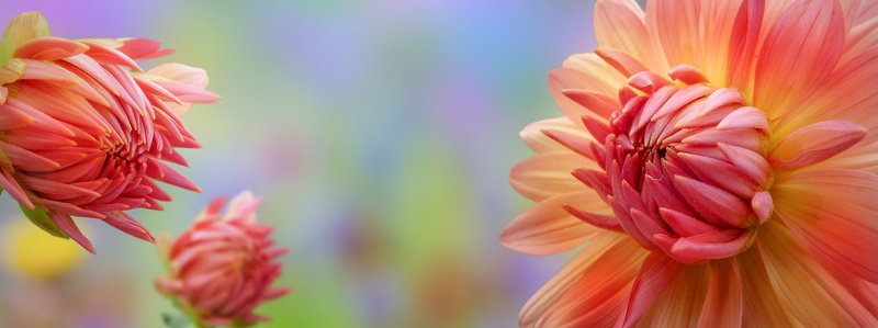 plant, springtime, pink color, vulnerability, orange color, flowers, macro, flower, pollen, plants, growth, focus on foreground, red, nature, close-up