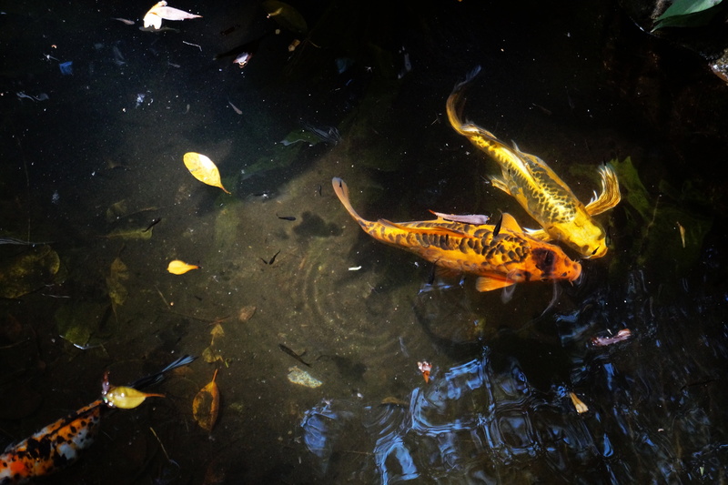 water, animals in the wild, fish, nature, swimming, animal wildlife, lake, aquarium, 5K, carp, pond, group of animals, no people, underwater, animal themes