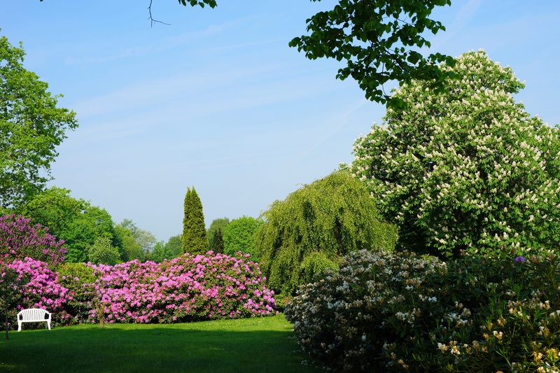 sky, bloom, rhododendron, park, growth, blossoms, plant, flowering shrub, petaled, 5K, white, colorful, pink color, tranquility, bench, tranquil scene