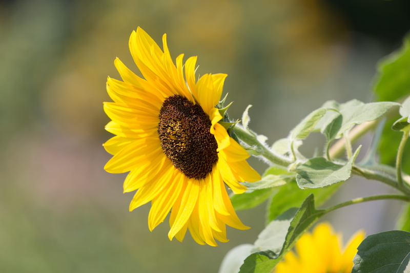 petals, flower head, plants, nature, flower, garden, bloom, animal, close-up, blossom, public domain images, pollen, outdoors, no people