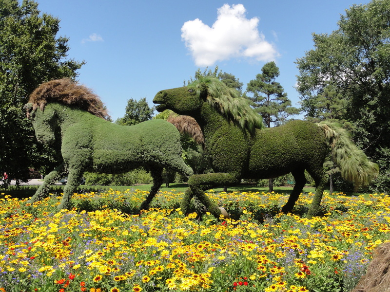 tranquil scene, herbivorous, Garden, sky, Quebec, field, landscape, freshness, mammal, yellow, green Color, nature, blossom, outdoors, growth, flowers