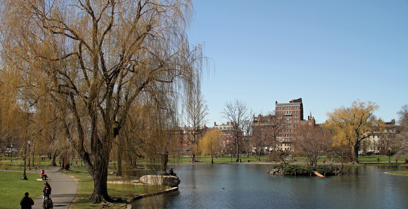 water, 5K, plant, travel destinations, landmark, no people, bare tree, netherlands, day, city, park - man made space, outdoors, urban Scene, built structure