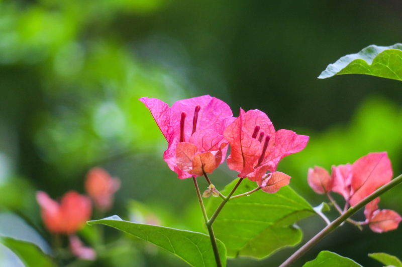 bloom, mao bao towel, freshness, vulnerability, leaves flowers, tree, south american purple jasmine, flower, petal, close-up, green color, light, garden