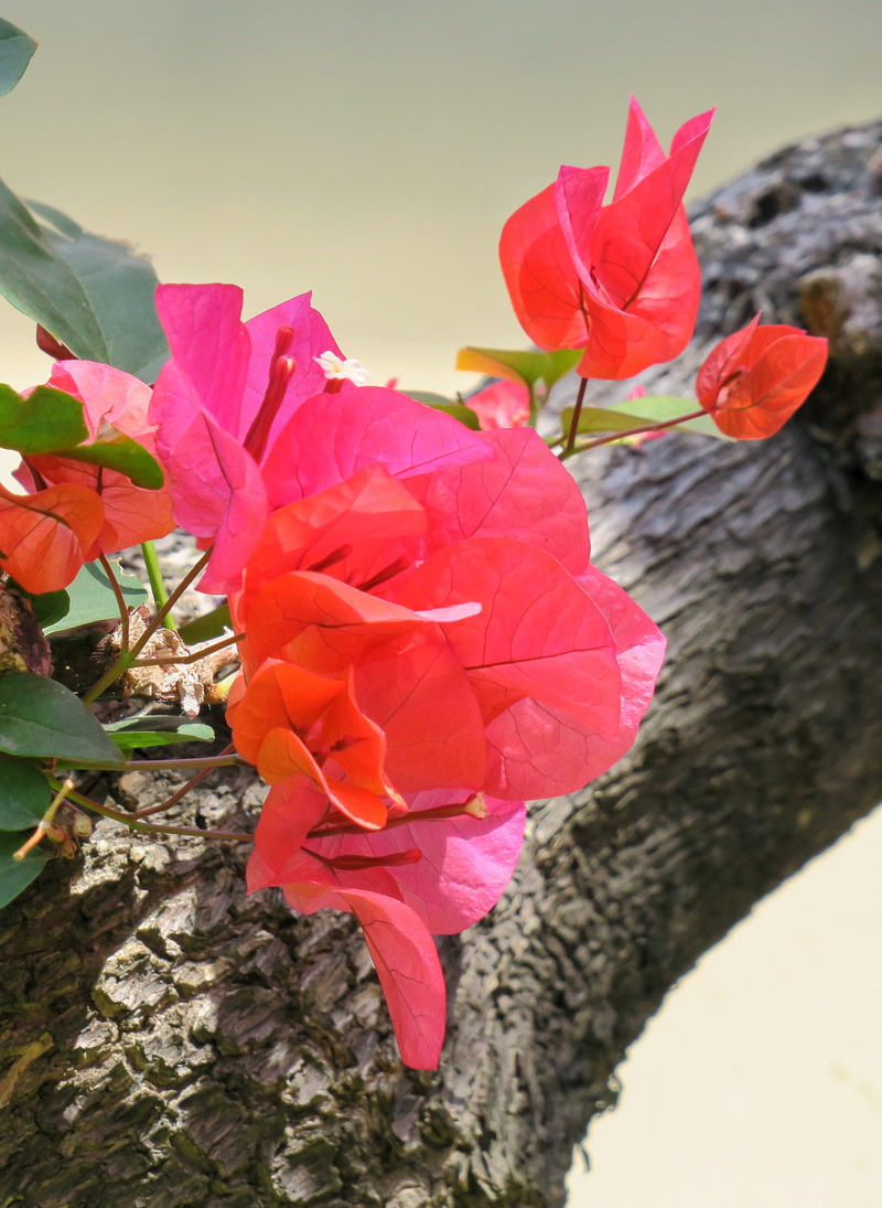 leaves flowers, 2K, petal, close-up, nature, day, leaf, mao bao towel, inflorescence, hong kong, bougainvillea, focus on foreground, plant part, garden