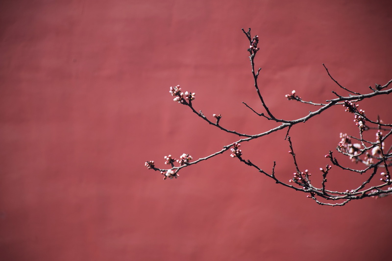 colored background, 5K, twig, flower, focus on foreground, branch, freshness, plant, no people, fragility, day, tranquility, nature, red, photography