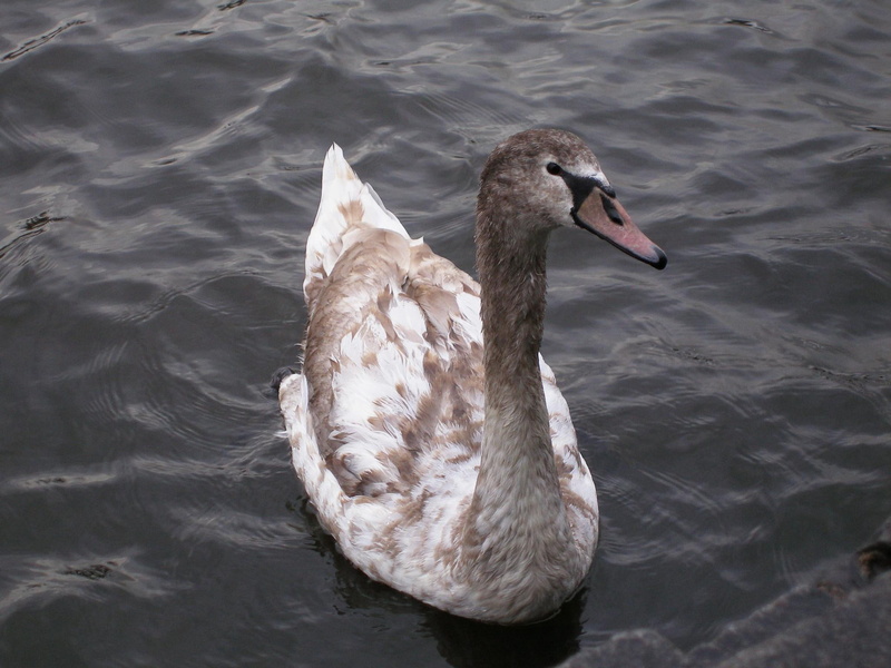 river, swan, vltava, animals, young, 1080P