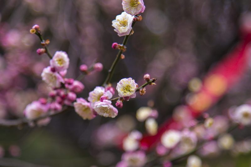 purple, flowering plant, plum blossom, cherry blossom, close-up, pink color, vulnerability, 1080P, plum garden, selective focus, freshness, focus on foreground