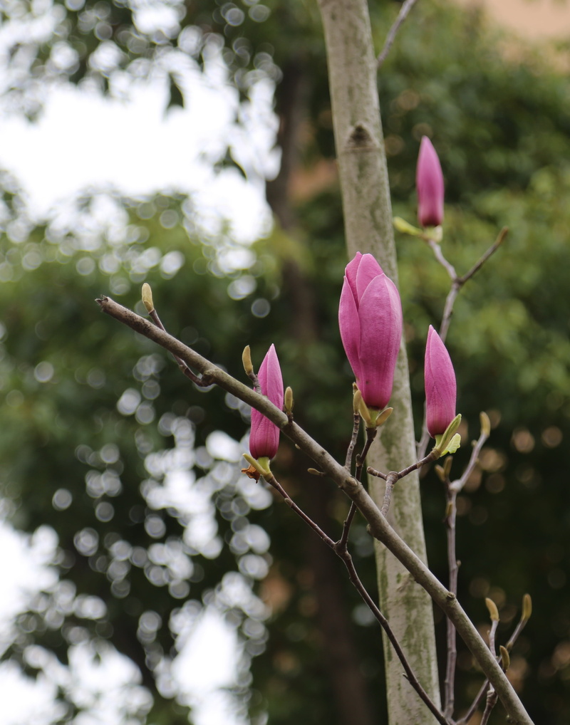 yuantouzhu, petal, branch, wuxi, nature, flowering plant, tree, flower head, pink color, fragility, flower, springtime, vulnerability, plant, inflorescence