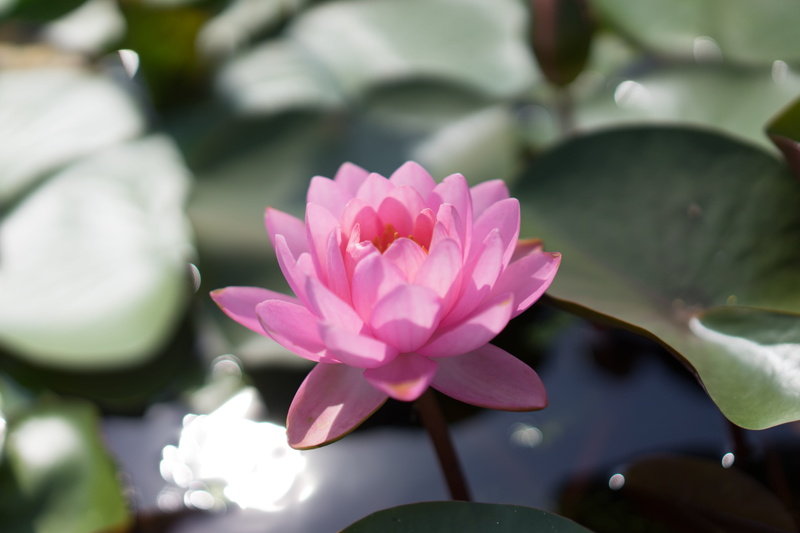 pink color, leaf, no people, freshness, nature, growth, inflorescence, flower, plant, close-up, beauty in nature, lotus water lily, fragility, vulnerability