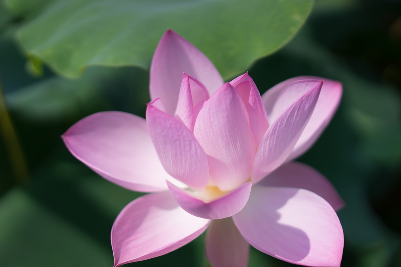 purple, pink color, nature, lotus water lily, li garden, lotus, petal, wuxi, beauty in nature, springtime, 5K, crocus, focus on foreground, freshness