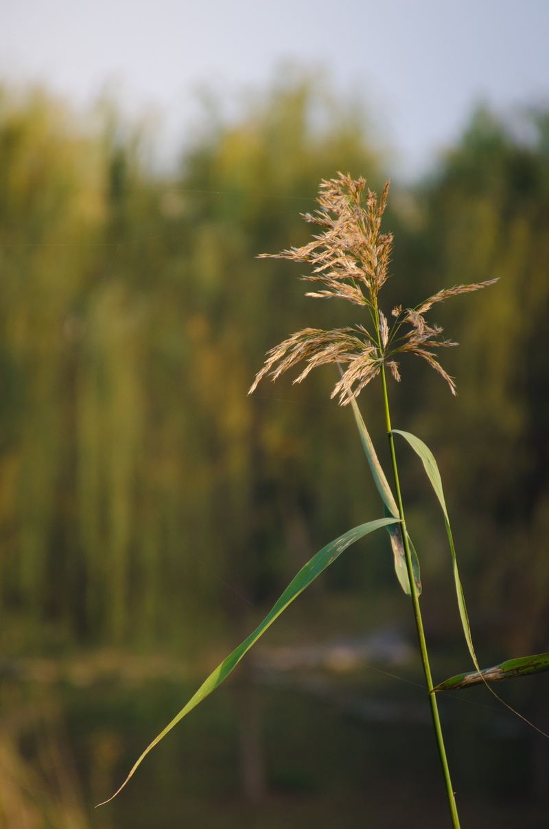 2K, freshness, tranquility, flowering plant, vulnerability, fragility, wuxi, autumn, wilted plant, wheat, growth, plant, no people, flower, green color