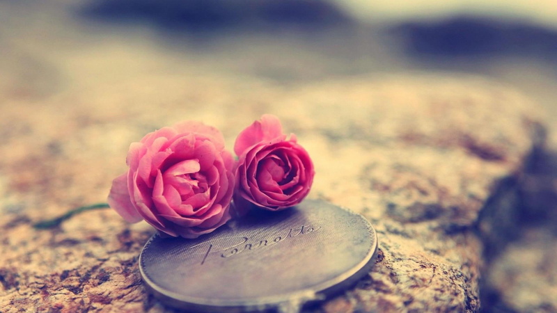 2K, heart, touching, love, rose