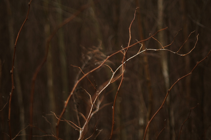 beauty in nature, tranquility, nature, close-up, branch, bare tree, land, dried plant, day, plant, dead plant, outdoors, forest, 4K, brown, twig, no people