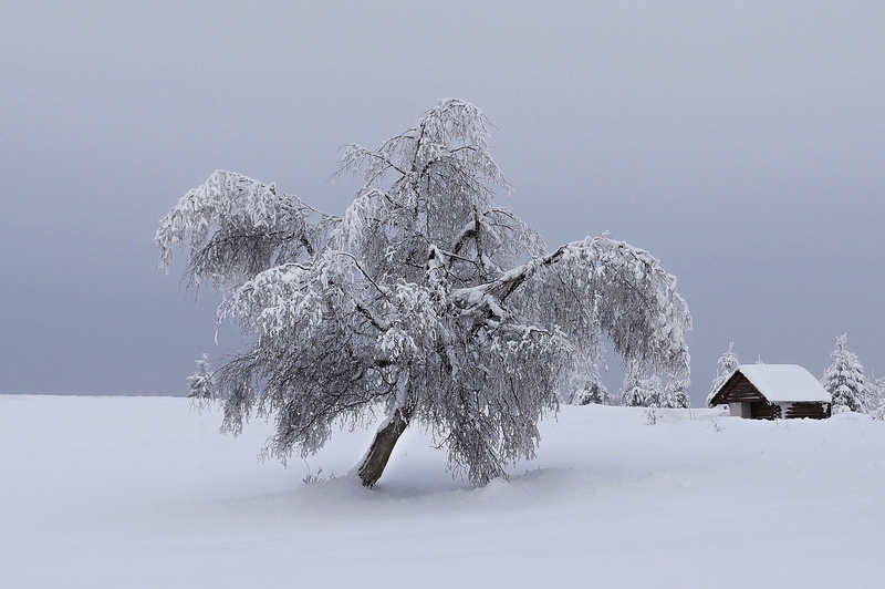 white, woodland, tranquil Scene, ice, season, sky, Winter, tranquility, solitude, christmas landscape, snowy, environment, forest, Landscape, mountain