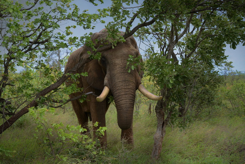 Nature, grass, 1080P, elephant tusks, elephant, trees, tusks