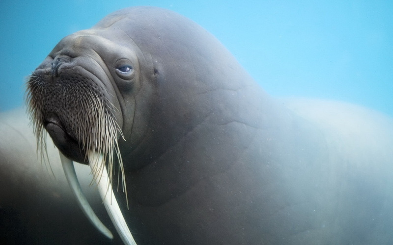gray, pacific Ocean, 1080P, lion, sea Lion, one Animal, underwater, day, marine, animals in the wild, face, animal wildlife, tusks, blurring, nature, water