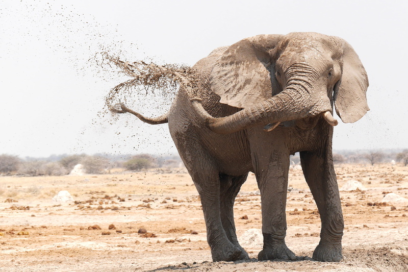 full length, elephant, dirt, 2K, outdoors, brown, dust, one animal, mud, vertebrate, sand, safari, swinging, animal family, animal themes, animal wildlife