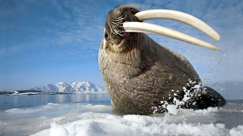 winter, close-up, ice, marine, wildlife, 1080P, snow, mountain, one Animal, bird, outdoors, white, beauty in nature, nature, vertebrate, animal wildlife