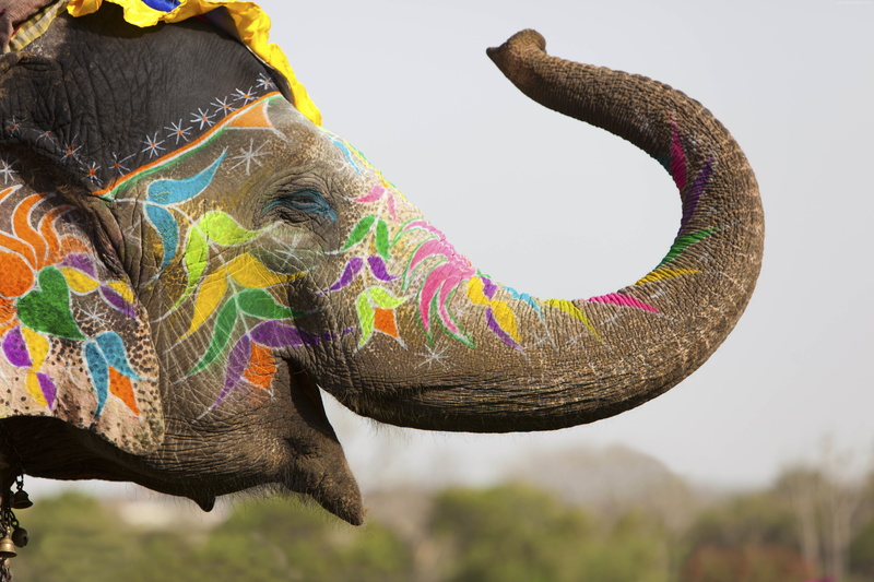 India, Elephant, 5K, cute animals
