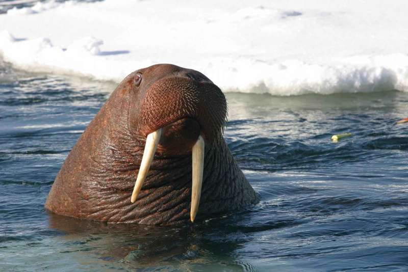 marine, underwater, animal themes, head, animal wildlife, brown, animals, walrus, body, survival, vertebrate, fauna, animal head, outdoors, bull, nature