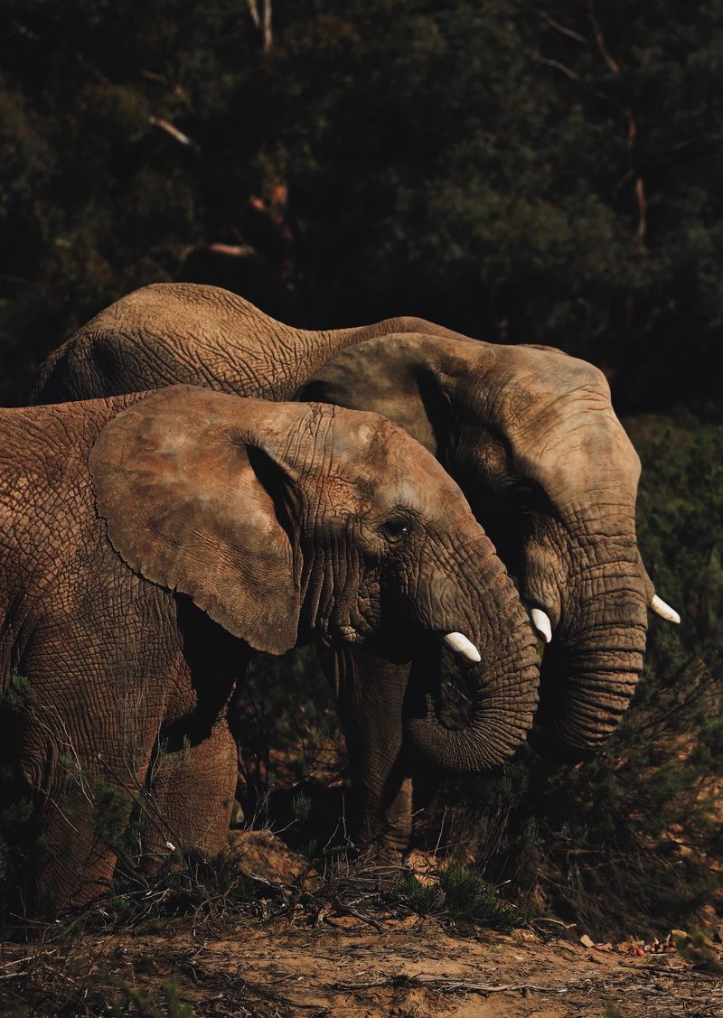 african elephant, elephants, brown, animal themes, day, trunk, group of animals, herbivorous, tree, no people, forest, care, 4K, mammal, animal, vertebrate