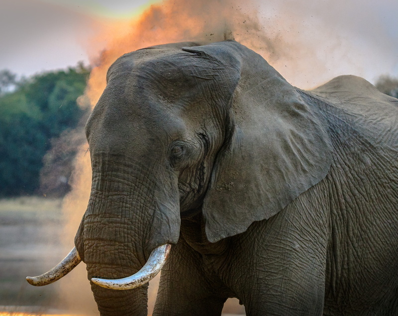 vertebrate, animal wildlife, park, animal trunk, big, photo, outdoors, mammal, dust, nature, grey, landscape, day, smoke, one animal, no people, close-up
