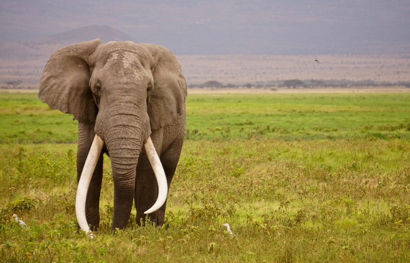 no people, ransom, standing, outdoors, big, landscape, elephant, tusks, animal wildlife, africa, mammal, safari, male, wildlife, grass, vertebrate, portrait