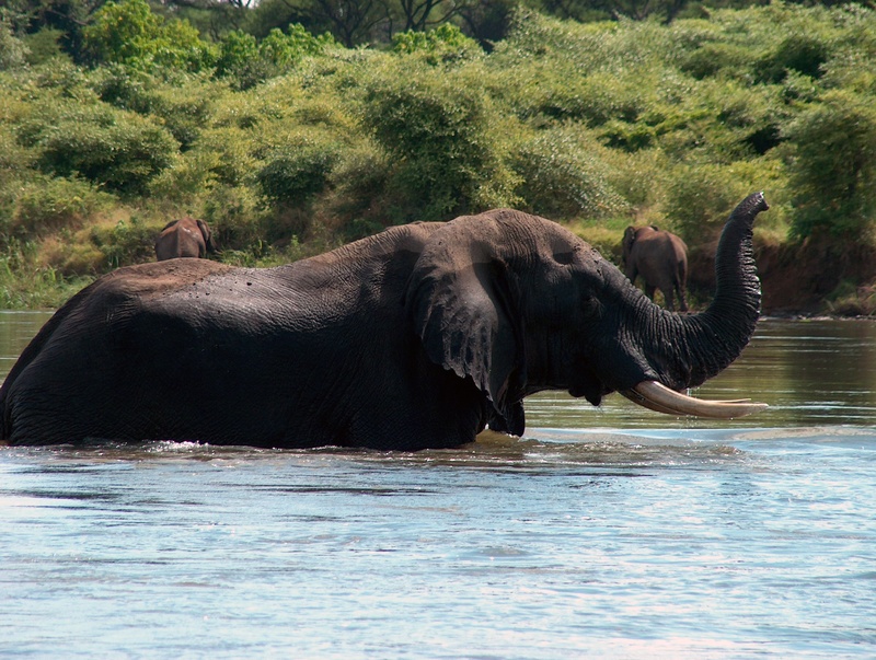 animal, 1080P, day, river, conservation, herbivore, south, safari, vertebrate, wildlife, ivory, animal body part, no people, strong, travel, animal themes