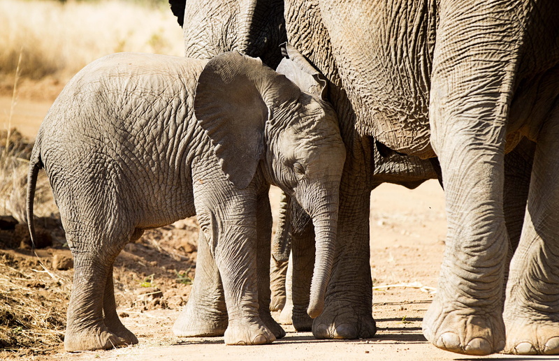 three animals, vertebrate, african elephant, herd, trunk, baby elephant, animal family, nature, herbivorous, sunlight, outdoors, young animal, animal trunk