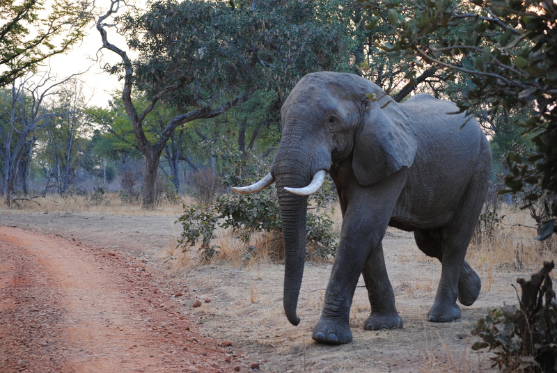 animal Trunk, vertebrate, 4K, animals In The Wild, animal body part, national Park, outdoors, african Elephant, mammal, south luangwa, safari Animals