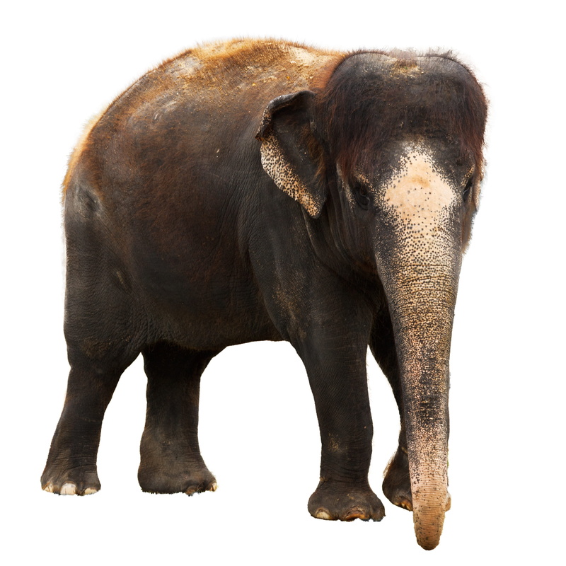herbivore, one animal, one, pachyderm, domestic animals, vertebrate, herbivorous, animal trunk, isolated, nature, asian elephant, no people, Elephant, large