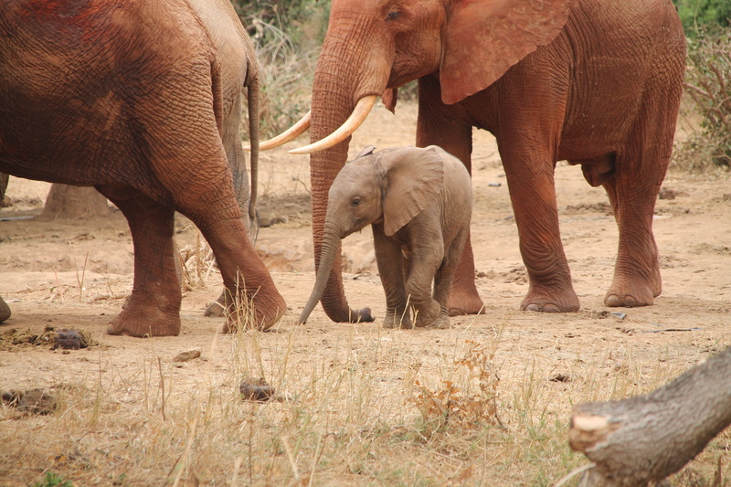 elephants, mammals, togetherness, tusk, animal trunk, environment, family, africa, safari, daytime, grass, plant, zoo, endangered, field, walking, elephant calf
