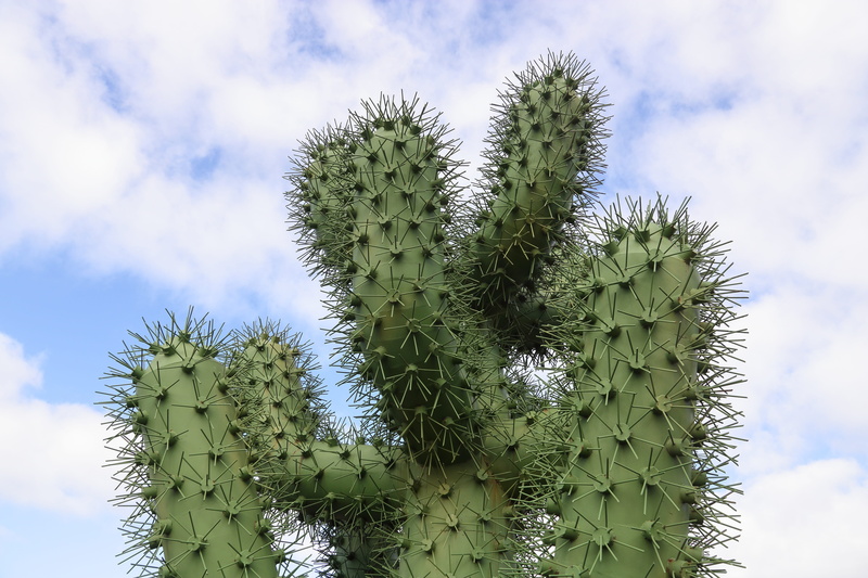 thorn, beauty in nature, succulent plant, needle - plant part, spiky, cactus, lanzarote, climate, plant, close-up, day, low angle view, focus on foreground