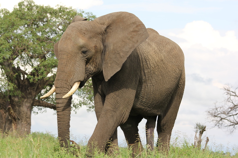 plant, mammal, animal wildlife, walking, animal body part, wild, animal world, sky, elephant, land, africa, gray, wilderness, trangire, animal trunk, animal themes