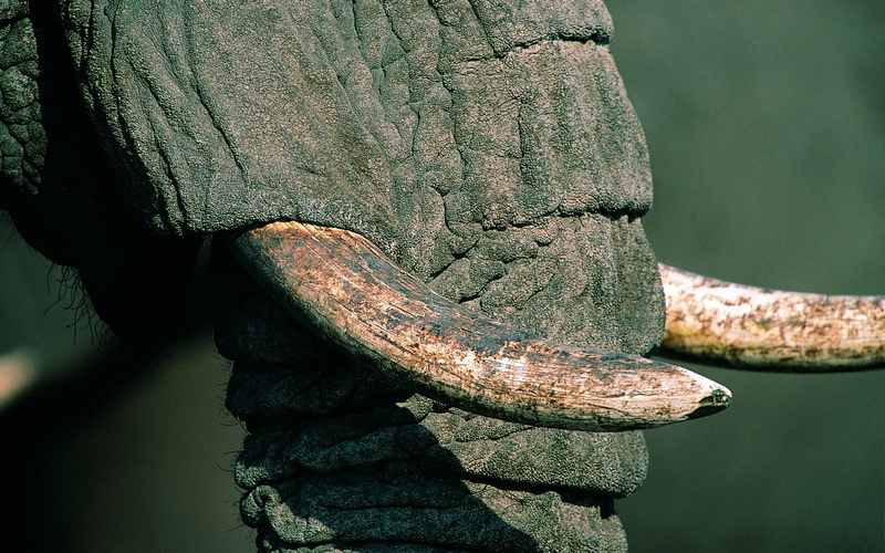 nature, plant, metal, close-up, white, backgrounds, water, one animal, macro, outdoors, focus on foreground, textured, rough, elephant, 1080P, day, animal
