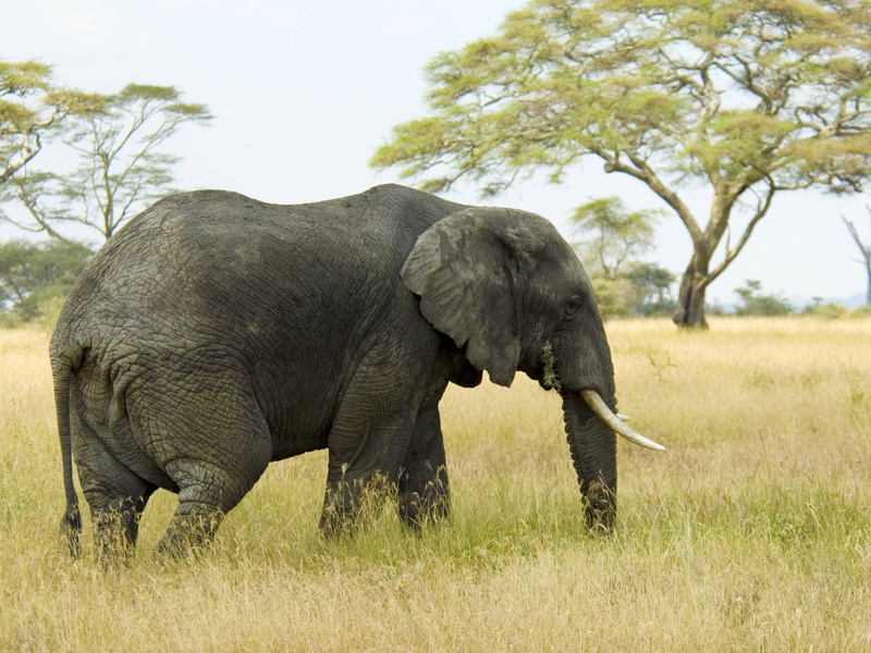field, safari Animals, standing, animal, herbivorous, adult, tree, vertebrate, safari, animals In The Wild, grass, serengeti National Park, one animal