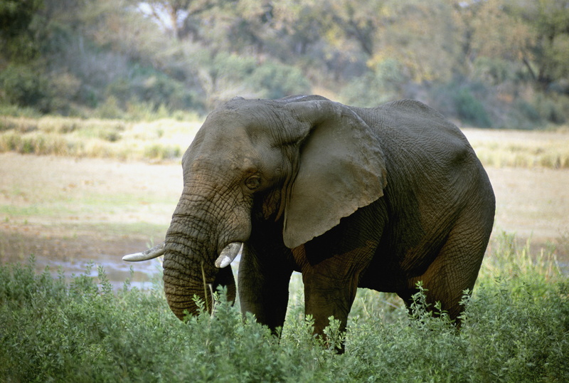 tusks, animal, no People, animal body part, animals And Pets, animal themes, vertebrate, animals In The Wild, pachyderm, mammal, tropical Rainforest, day