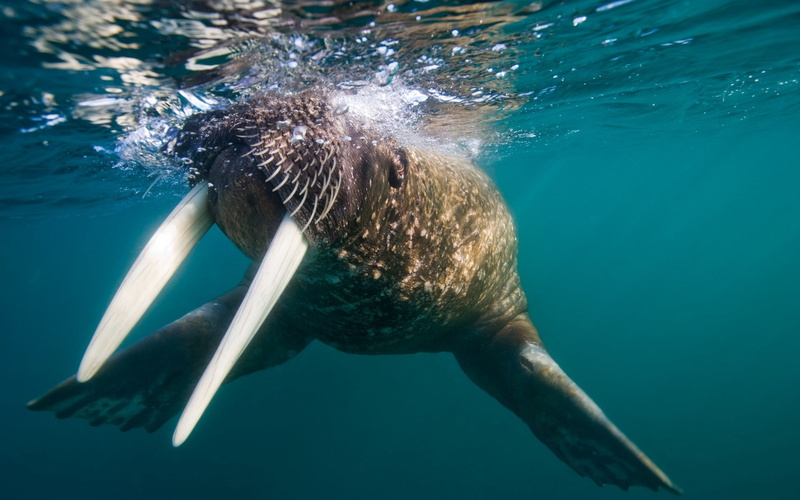 sea Life, animal themes, walrus, nature, animal, tusks, brown, splash, water, marine, animal wildlife, swimming Animal, aquatic Mammal, animals In The Wild