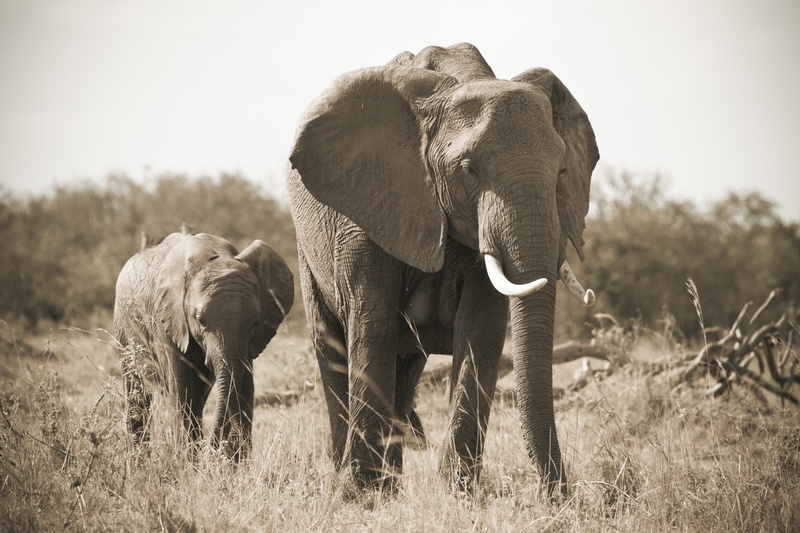 land, 5K, african Elephant, grass, mammal, animal themes, nature, elephants, africa, elephant, tusks, tree, black and white, gray, animal family, wilderness Area