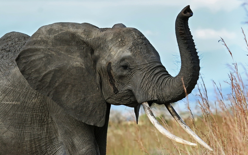 nature, animal, field, plant, outdoors, land, no People, safari Animals, pachyderm, day, trunk, national Park, strength, young Animal, tree, vertebrate