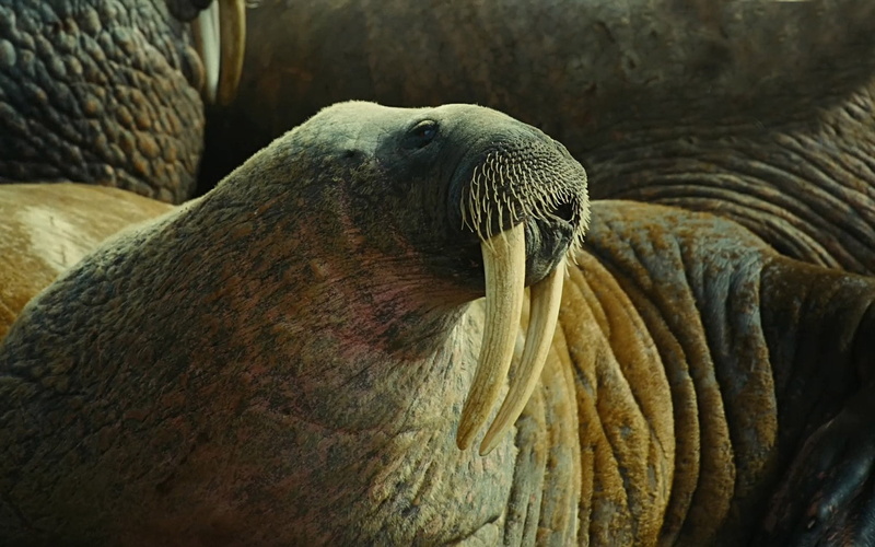 walrus, fangs, one animal, animals In The Wild, sleeping, aquatic mammal, sea, animal themes, galapagos Islands, africa, nature, mammal, tropical Climate