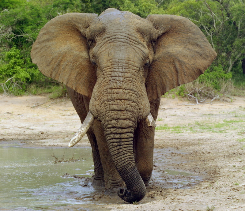 elephant high resolution  widescreen, outdoors, no people, 1080P, elephant, one animal, animal trunk, animal body part, animal themes, drinking, mammal