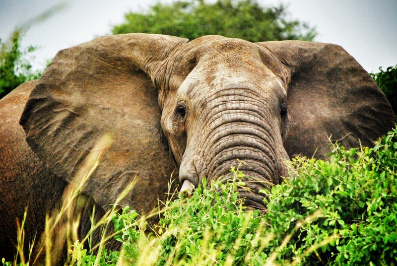 day, outdoors, one animal, field, animal wildlife, plant, no people, african elephant, vertebrate, safari, mammals, eating, animal head, grass, daytime